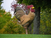 Rooster