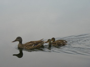 Swimming By the Dock