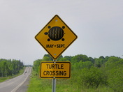 Turtle Crossing.JPG