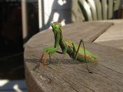 Praying Mantis