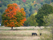 Horses in the fall
