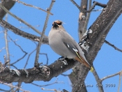 Bohemian Waxwing