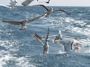 Seagulls Feast
