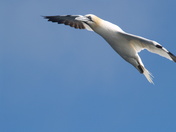 Gannet