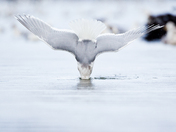 Glaucous-winged Gull Dive