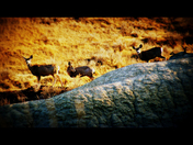 3 deer on a ledge vibrant.jpg