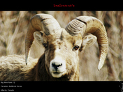 big horn ram 2.jpg