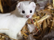 Weasel