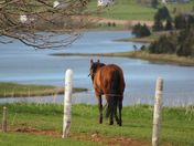 Horse overlooking a valley in PEI