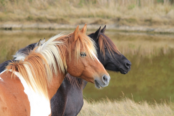 Assateague Island National Seashore