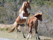 Assateague Island National Seashore