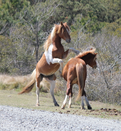 Assateague Island National Seashore