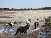 Assateague Island National Seashore