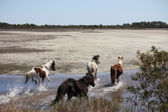 Assateague Island National Seashore
