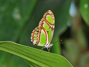 Bamboo Page Butterfly