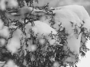 Snowy Tree Branch