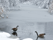 Canada geese after winter storm