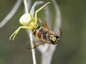 Crab Spider Kill