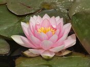 Lotus flower/Kelowna Japanese Gardens