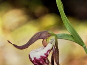 Rams Head-1 copy_1.jpg