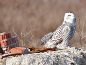 Snowy Owl