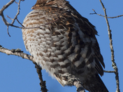 Ruffed Grouse