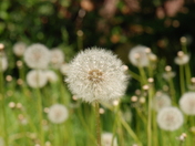 Dandelions Abound