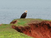 eagle on cliff