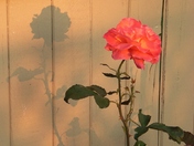 Rose and shadow