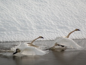 Swan Take-off
