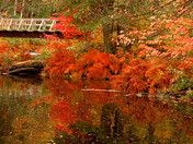 Nature fall 2006 032.jpg