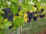 Merlot Grapes - Okanagan Valley near Kelowna