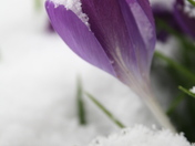 Chilly Crocus