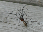 Up Close and Personal with Spiders