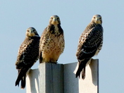 3 little maids  Ver2.jpg