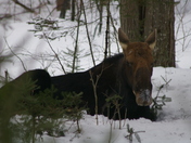 Moose on Mizzy Lake Trail