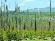 Yellowstone National Park