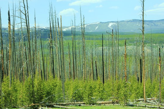 Yellowstone National Park