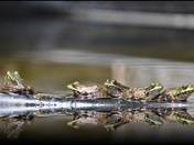 frogs.JPG