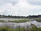 St Marks NWR