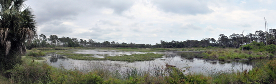 St Marks NWR