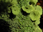 growth on a rock.jpg