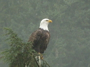 Eagle at Capilano Suspension Bridge