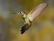 Magnificent Hummingbird