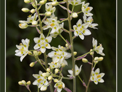 White Camas