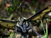Anise Swallowtail