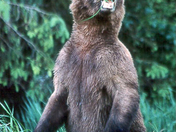 Startled Grizzly Youngster