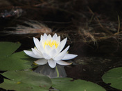 Water Lily within Lake Superior Provincial Park