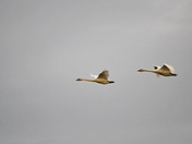 Trumpeter Swans