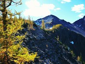Mount Frosty, Subalpine Larch
